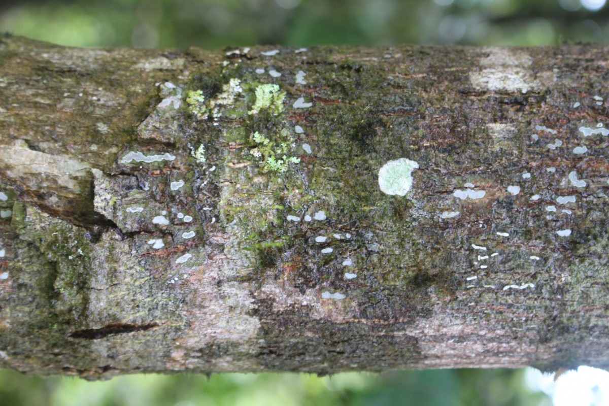 Doona macrophylla Thwaites